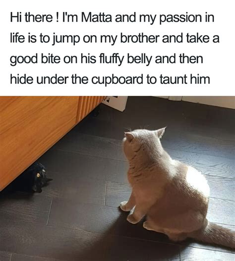 18 Pictures That Prove All Cats Are Dicks The Poke