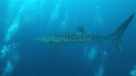 Whale Shark On A Coral Reef Tubbataha Reef In Philippines Stock Image