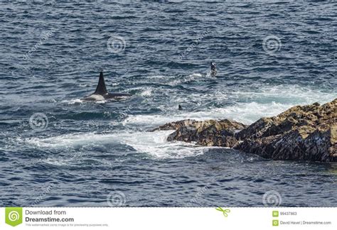 Killer Whale Orcinus Orca Shetlands Uk Stock Image