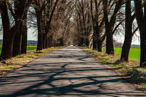 An Asphalt Road Leading Into The Distance Between The Trees Stock Photo