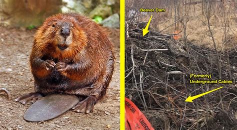 Only In Canada Beavers Take Down Internet For Entire Town Country