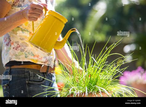 Watering Plants Hi Res Stock Photography And Images Alamy