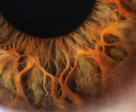 What The Human Eye Looks Like Under A Powerful Microscope