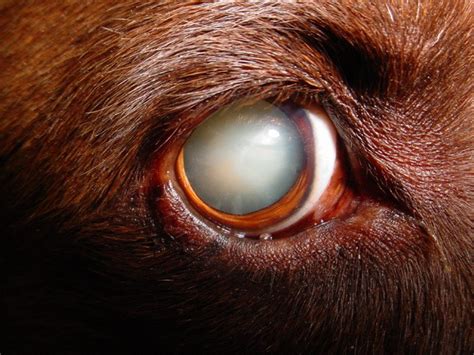 Can Cataracts In Dogs Be Treated Without Surgery