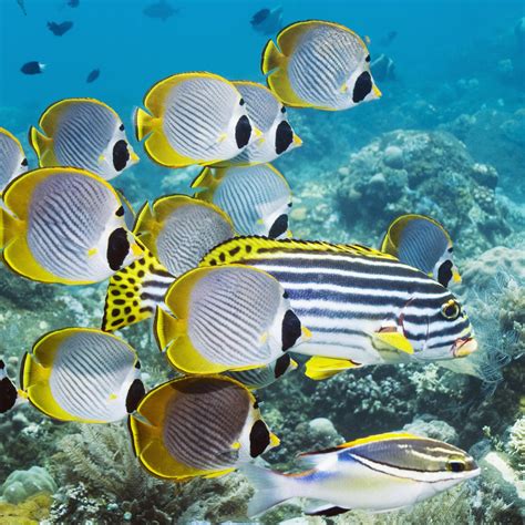 Underwater Fish Fishes Tropical Ocean Sea Reef