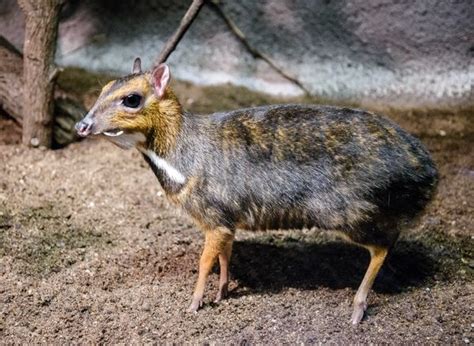 Worlds Tiniest Hoofed Mammal Born At Prague Zoo Zooborns