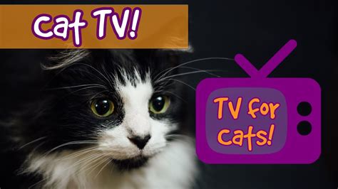 It is often described as a seizure disorder but the cause is unknown. CAT TV! Movies for Cats to Watch, Videos for cats to watch ...