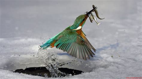 Kingfisher Birds Animals Nature Wildlife Fishing Water 4k Hd Wallpapers