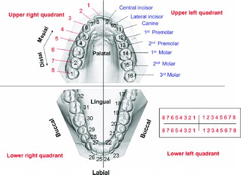 Illustration Showing The Maxillary And Mandibular Dental Arches The