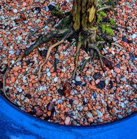 Bonsai Soil Principles Applied To Houseplants 🌱 By Using A Mixture Of