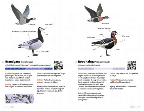 Zakgids Vogels Van Nederland En Belgi Pocket Guide To The Birds Of