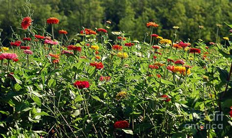 Field Of Zinnias Photograph By Kathleen Struckle