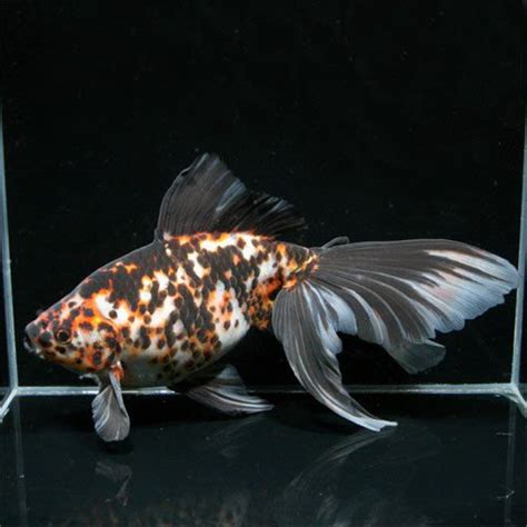 Fantail Goldfish Goldfish Pet Goldfish Shubunkin Goldfish
