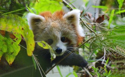 Pin On Red Pandas Firefox In Nepal