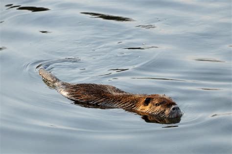 Free Images Water Nature River Pond Wildlife Mammal Rodent