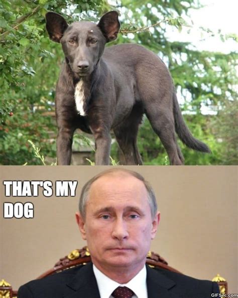 #putin memes #its midnight and im bored on a bus #putinplaza original. Meme - Dog That Looks Like Putin MEME - Viral Viral Videos