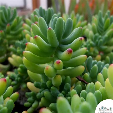 Sedum Pachyphyllum Jelly Beans Grow Care And Propagate About Succulents