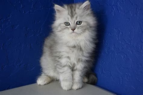 Find great deals on new items shipped from stores to your door. Ragdoll Kittens for Sale Near Me | Buy Ragdoll Kitten