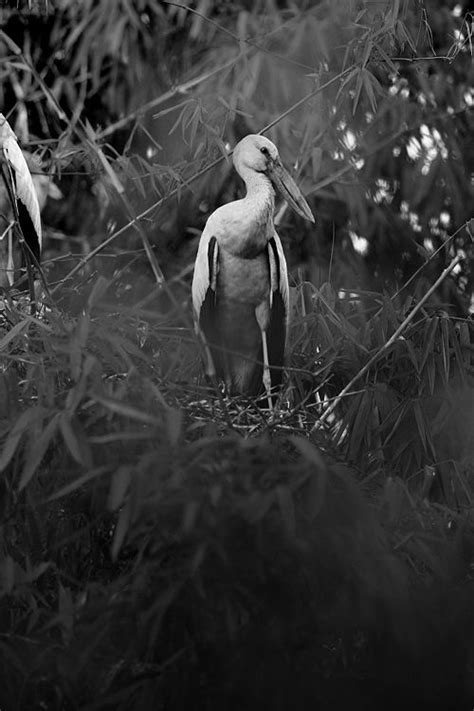 open billed stork asian openbill bird life
