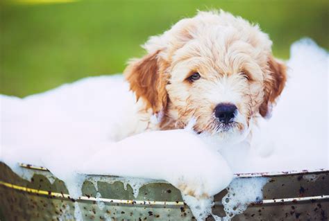 7 Common Bath Time Mistakes Pet Owners Make Petmd