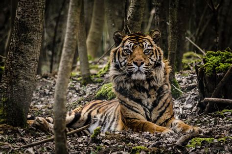 Definitive Guide To Sumatran Tiger Facts Habitat Conservation Status