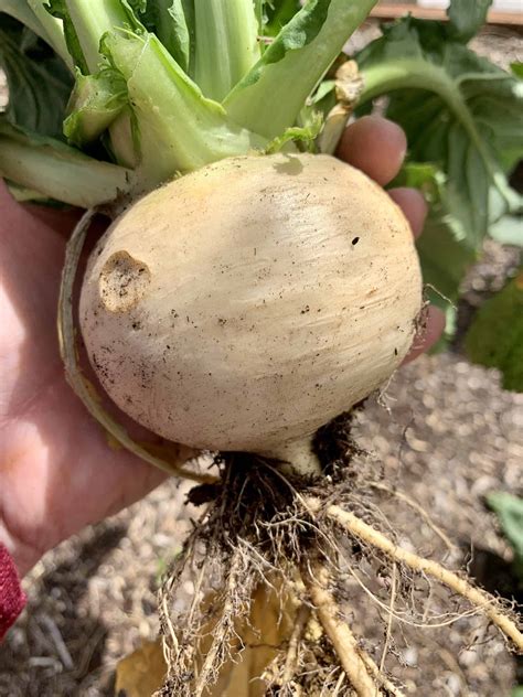How To Grow Turnips The Right Way For A Great Harvest Rural Living Today