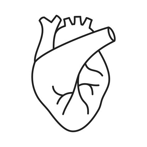 Heart Organ Outline Icon 13123856 Vector Art At Vecteezy