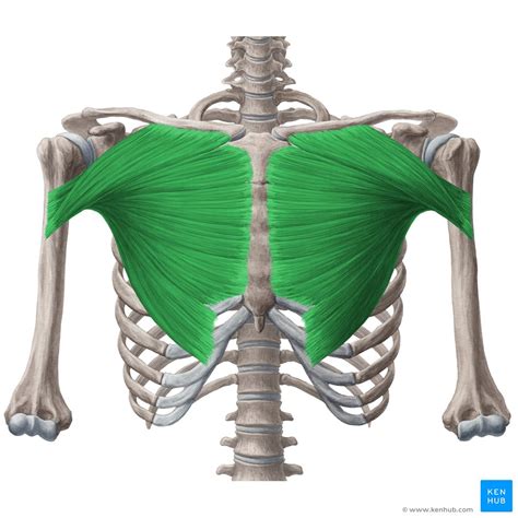 These important muscles control many motions that involve moving the arms and head — such as breathing, a vital body function, is also controlled by the muscles connected to the ribs of the chest. Pectoralis major muscle: origin, insertion and function | Kenhub