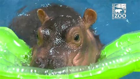 Adorable Baby Hippo Splashes Around In The Pool Abc13 Houston