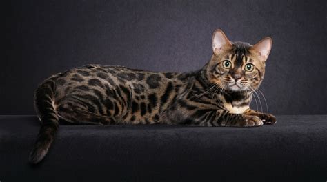 Bengal Kittens For Sale In Georgia Breeder Brown Silver Snow