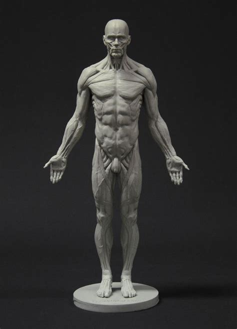 Male Full Ecorche Reference Figure By 3dtotal Staff 700px X 970px Human Anatomy Art Man