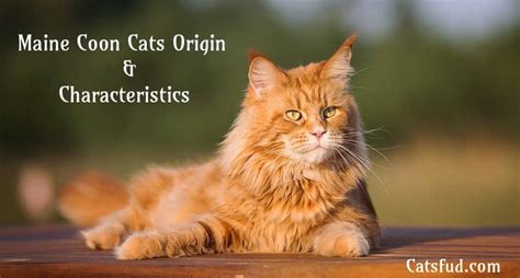 Perhaps it is just you who will be choosing a unique name for maine coon female cats or male cats. Maine Coon Cats Origin, Accessories & Characteristics ...