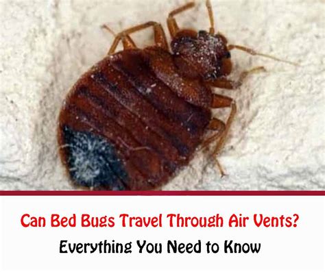 Can Bed Bugs Travel Through Air Vents