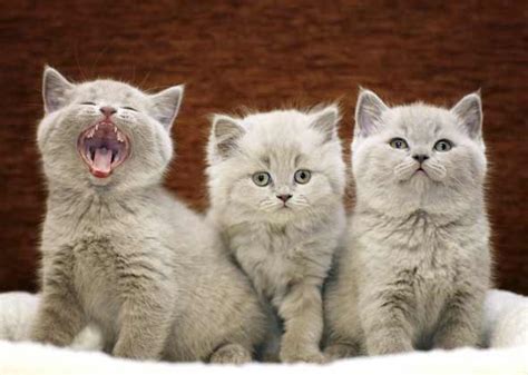 In this list, you'll find a moniker perfect for any pet. Cute Kitten Names: The Most Popular Male and Female Kitten ...