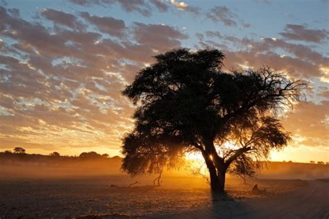 10 Photos Of Kgalagadi Transfrontier Park That Will Make Your Jaw Drop
