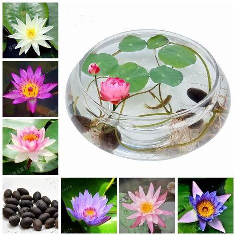 Raised beds, pots and planters, supports, soils and more. 5 Lotus Seeds | Bonsai Bowl Flowers - elitehomeimage ...