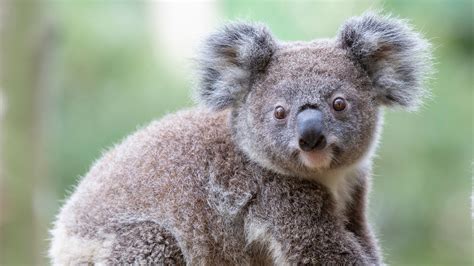 Koala History And Some Interesting Facts