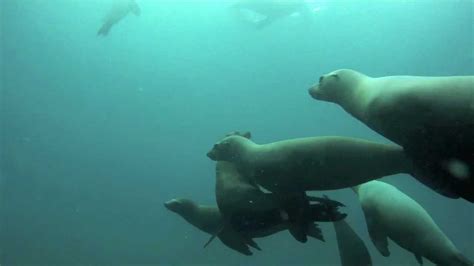 Anacapa Island With Harbor Seal And Sea Lions Youtube