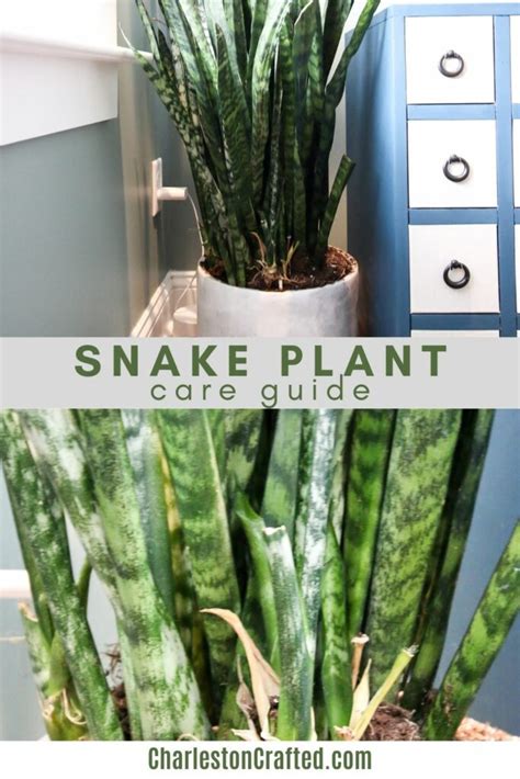 Top 20 How To Take Care Of Snake Plant Indoors