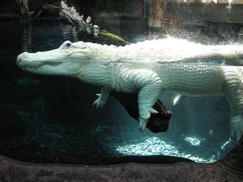 Beautiful Alligators And Animals On Pinterest