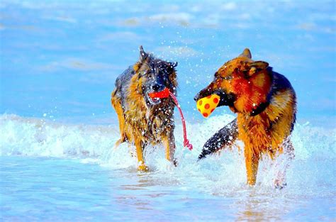 German Shepherd Dogs In Water