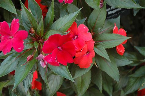 Soils that retain moisture is beneficial to maintaining quality. Sun Harmony™ Magenta New Guinea Impatiens (Impatiens 'Sun ...