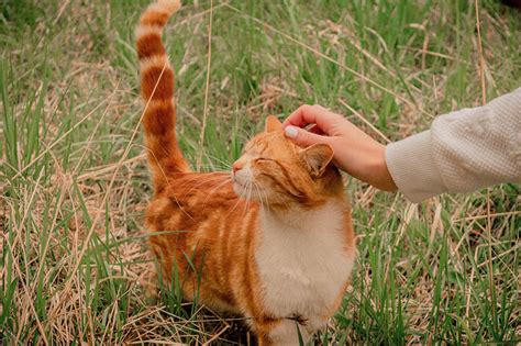 Cat Affectionate All Of A Sudden Heres 9 Possible Reasons Why Pet