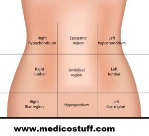Abdominal quadrants organs diagram | digestive system. Abdominal Quadrants and its contents, Abdominal organs by region. | Medicostuff