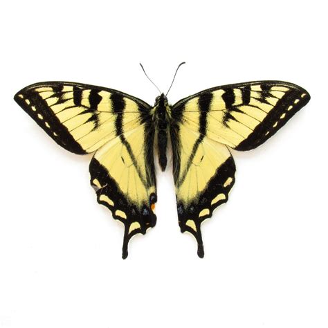 Real Canadian Tiger Swallowtail Framed Taxidermy Papilio Etsy