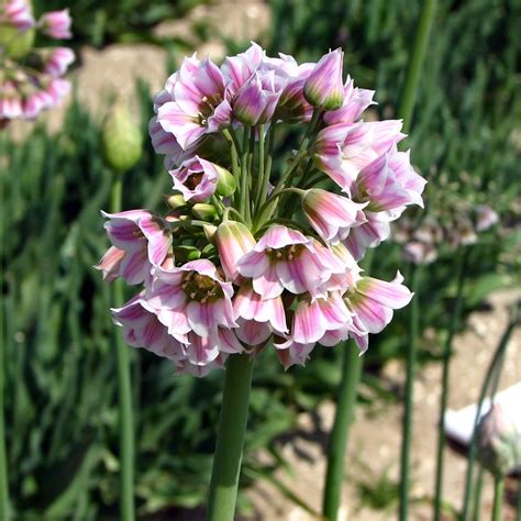 Nectaroscordum Ou Allium Tripedale Ail D Ornement Fleurs En