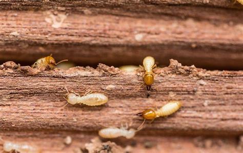 Termites & termite damage inspection, treatment, prevention: Are Termites Still Active In North Texas?