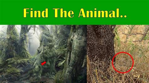 Can You Find All The Hidden Animals Quiz Youtube