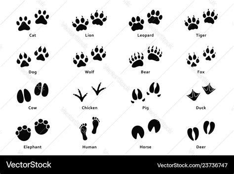 Animals Footprints Paw Prints Set Of Different Vector Image