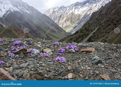 Mountain View With Snow Capped Peaks Through Purple Flowers On A Rocky
